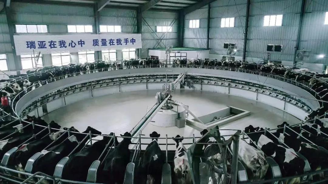 花花牛丨國家奶牛產業技術體系首席科學家、中國農業大學教授李勝利一行蒞臨花花牛魯山瑞亞參觀調研
