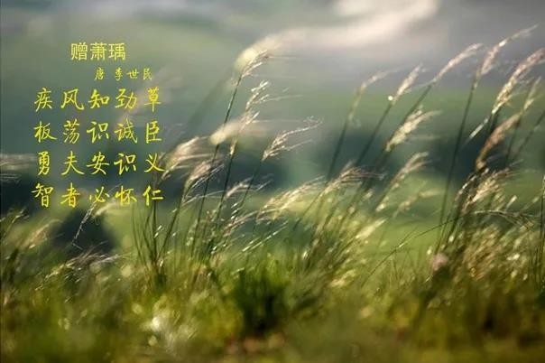 花花牛 | 疾風來臨，你是不是勁草？